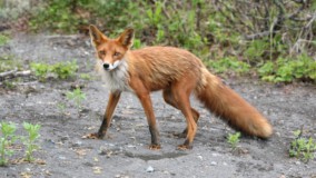 В Трегуляе установлен карантин по бешенству